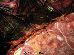 Shot with Canon Ixus 970IS by Charlie Frost 